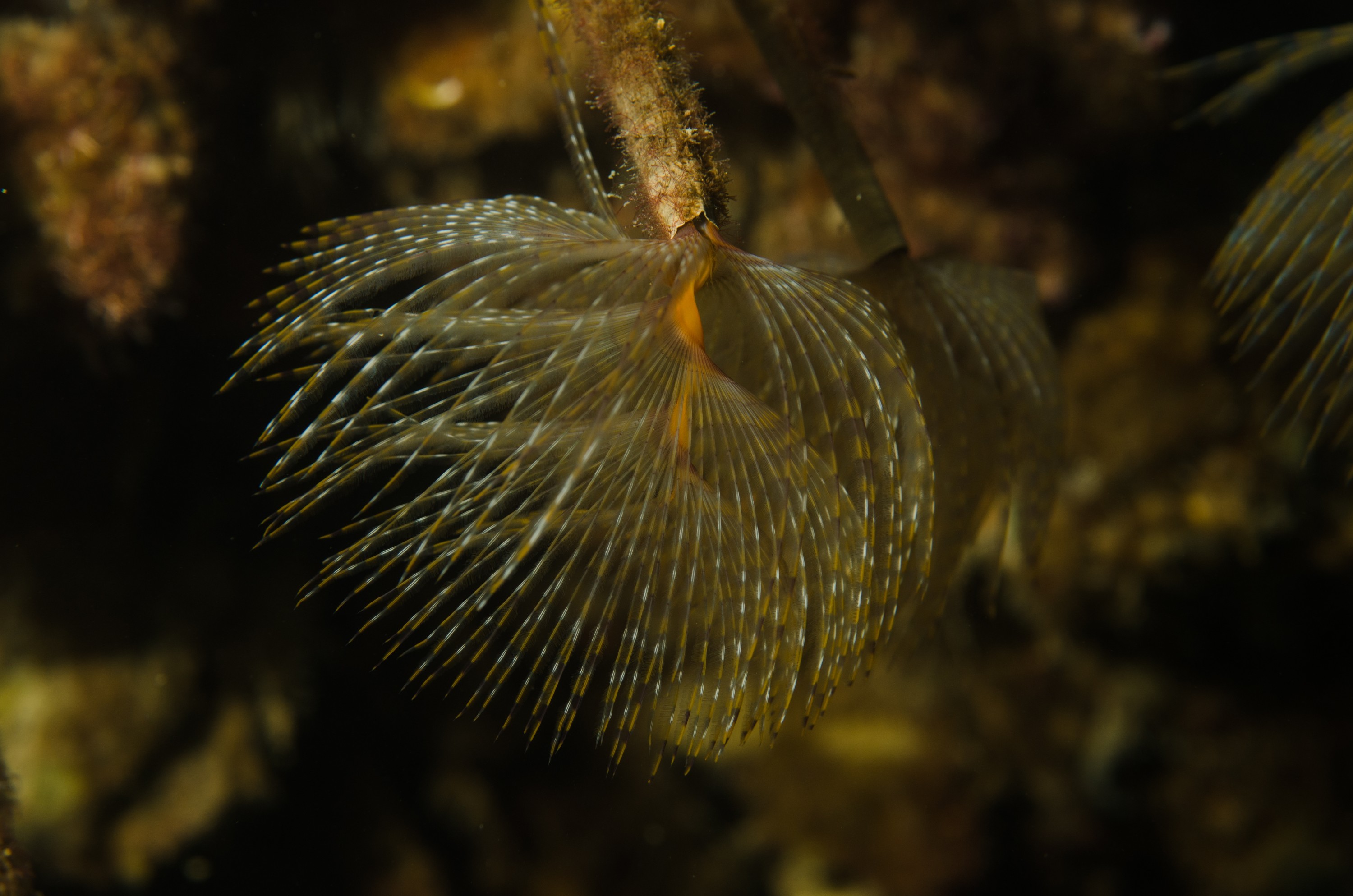 DSC_3171 – Mediterranean, fanworm, Sabella, spallanzanii, marine, pest, Auckland, underwater, crispin, nz, new, zealand, new zealand, fan, worm, marine, pest, invasive, Biosecurity